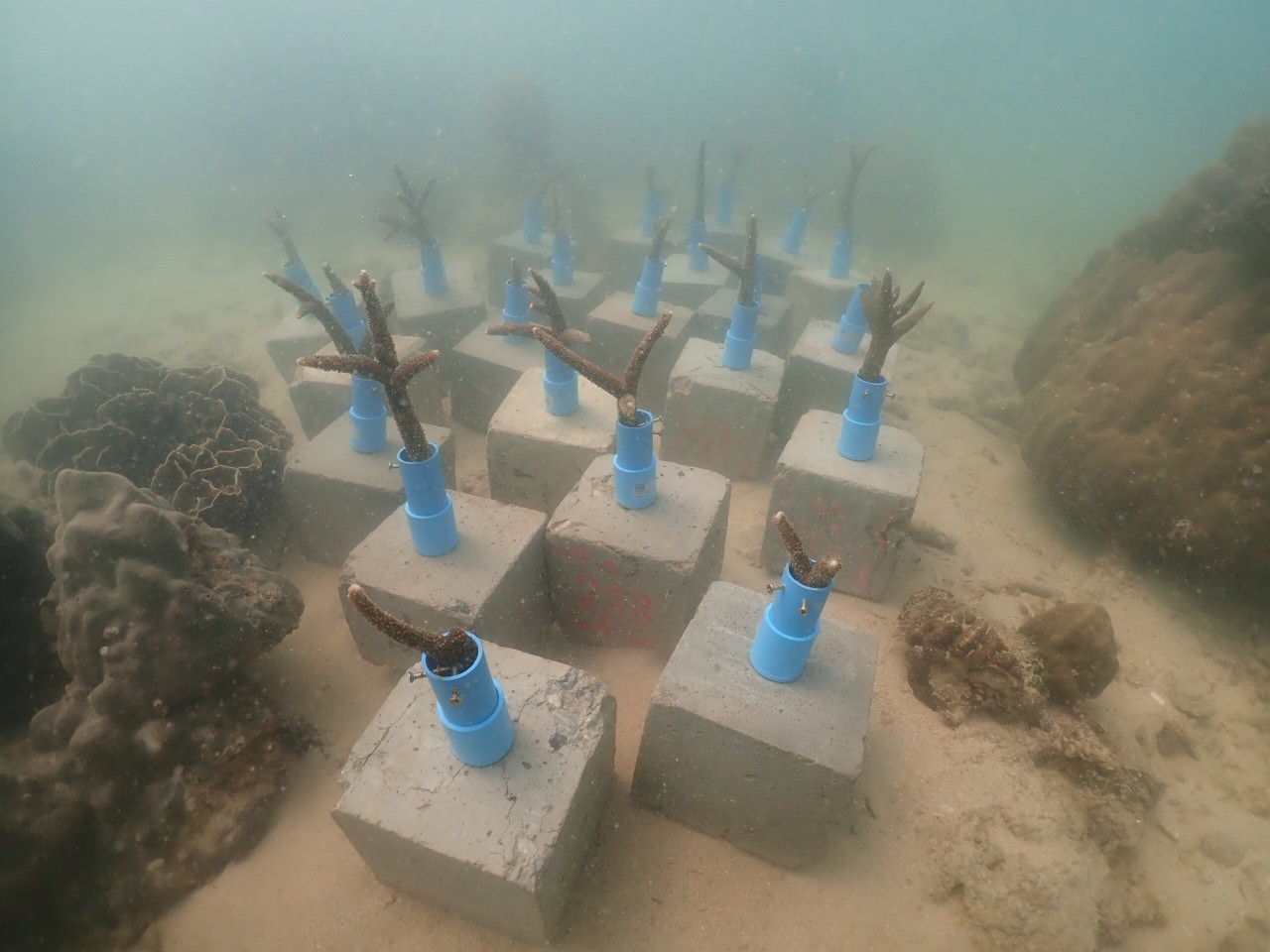 coral planting 2020